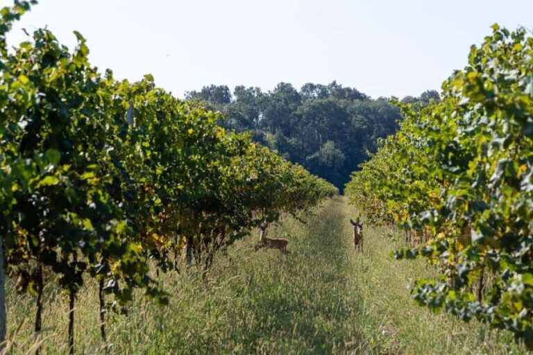 Off-road tour through vineyards and organic wine tasting at Villa Bogdano 1880 - The Viewpoint: A Panoramic Terrace of the Veneto