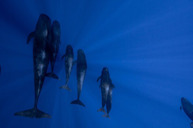 Offshore Safari Adventure in Kona with Underwater Videos - Practical Details and Considerations