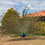 Ohrid & Traditional Village: Private Tour from Tirana/Durres - Is This Tour Worth It?