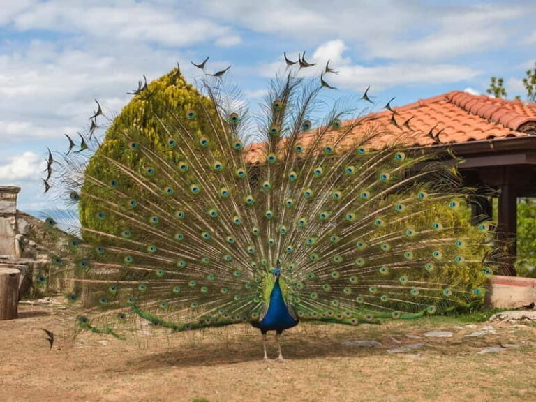 Ohrid & Traditional Village: Private Tour from Tirana/Durres - Is This Tour Worth It?