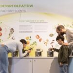 Oil Museum and Mill in Tuscany: interactive tour and tasting - The Itinerary: What Youll Experience