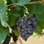 Oil & Wine Tasting - The Charm of Sicilian Traditions in a Historic Setting