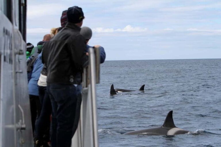 Ólafsvík: Whale Watching Tour - Final Thoughts: Is It Worth It?