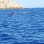Olbia: Dolphin watching and snorkeling tour on Figarolo Island - The Itinerary: What to Expect