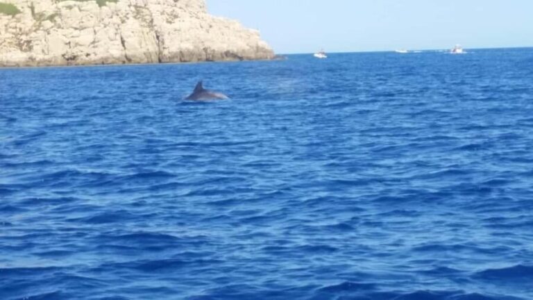 Olbia: Dolphin watching and snorkeling tour on Figarolo Island - The Itinerary: What to Expect