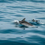Olbia: Dolphin Watching & Snorkeling Boat Trip - The Value of This Experience