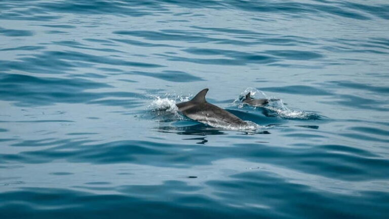 Olbia: Dolphin Watching & Snorkeling Boat Trip - The Value of This Experience