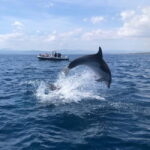 Olbia: : ecological boat trip for dolphin spotting - The Practical Side of the Tour
