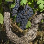 Olbia: Wine Tour in Gallura + Tasting + Transport Included - The Value of the Tour