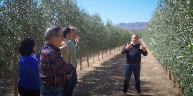 OleoAlmanzora: Guided tour olive groves and EVOO facilities - A Close Look at the Tour Experience