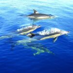 Olhão: Dolphin Observation - Who Should Consider This Tour?