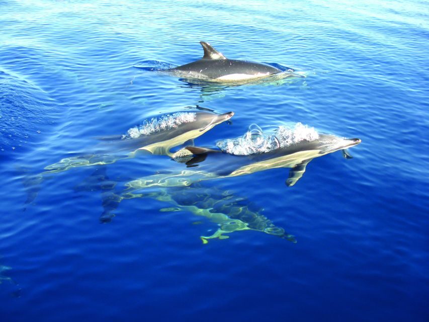 Olhão: Dolphin Observation - Who Should Consider This Tour?