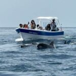Olhão- Safari Watching Dolphins and other species - FAQ