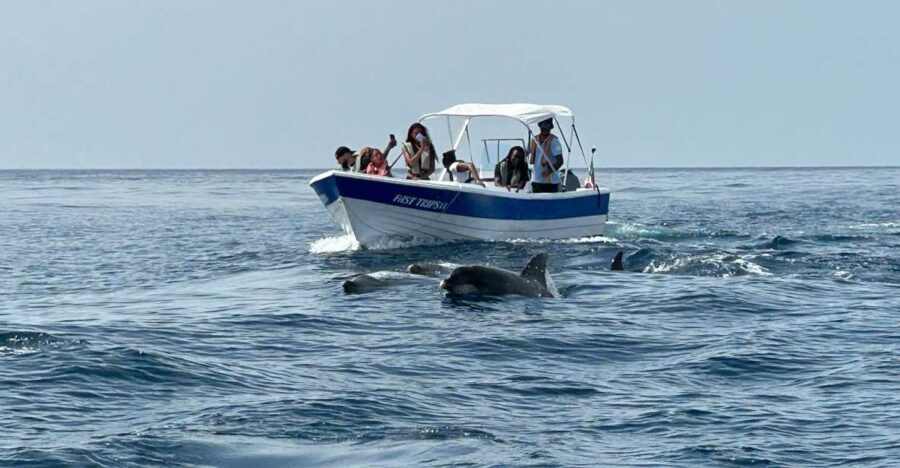 Olhão- Safari Watching Dolphins and other species - FAQ
