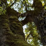 Oliena: Sa Nurre de Su Hoda Cave Hiking - The Trek to Sa Nurre de Su Hoda