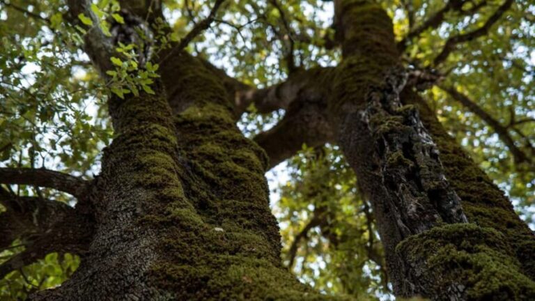 Oliena: Sa Nurre de Su Hoda Cave Hiking - The Trek to Sa Nurre de Su Hoda