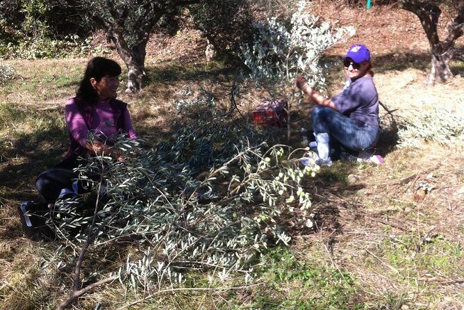 Olive Harvest in Provence - How the Experience Works