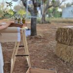 Olive Oil and almond Tour and Tasting: Brindisi, Ostuni - Whats Included & What You Should Expect