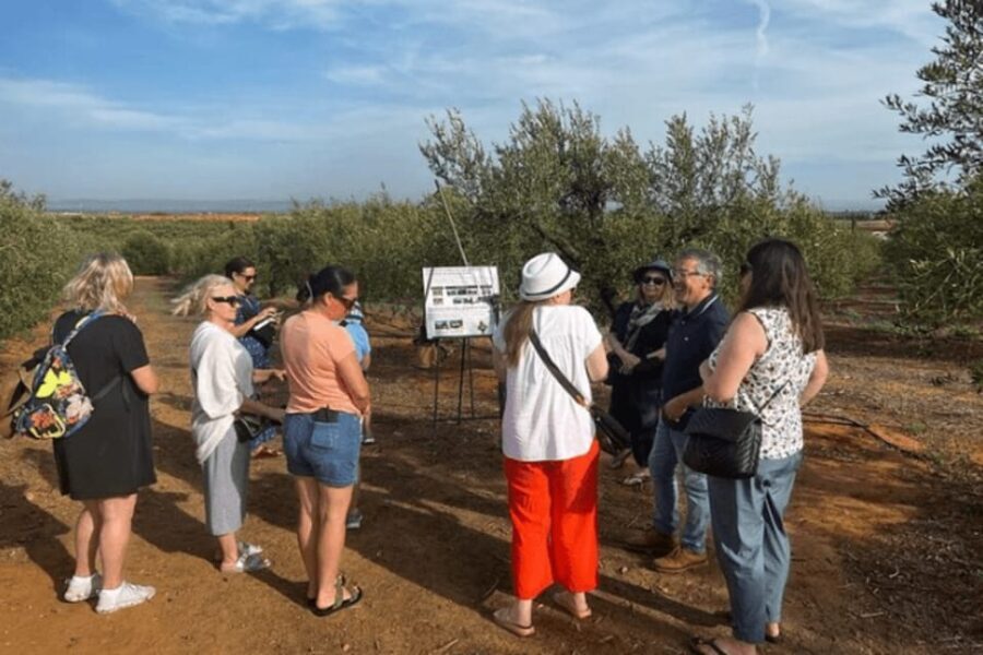 Olive Oil Factory from Sevilla Private Tour - Practicalities: What You Need to Know
