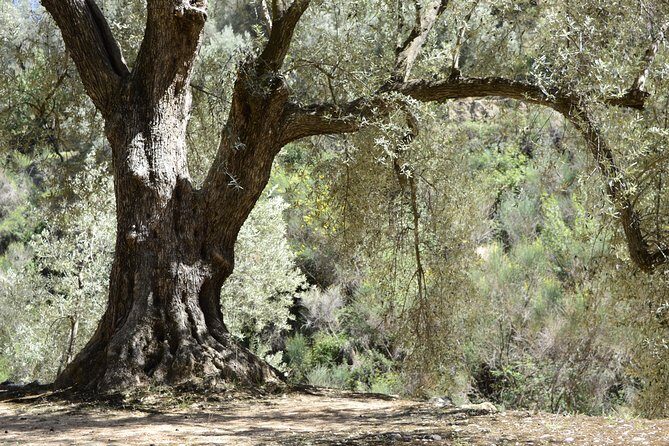 Olive Oil Farm Tour with Tasting from Seville - Who Is This Tour Best For?