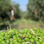 Olive oil tasting and olive grove walking tour - Discovering Puglia’s Olive Heritage