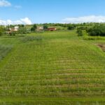 Olive Oil Tasting Experience a Journey of Flavors and Aromas - What You Can Expect from the Tour