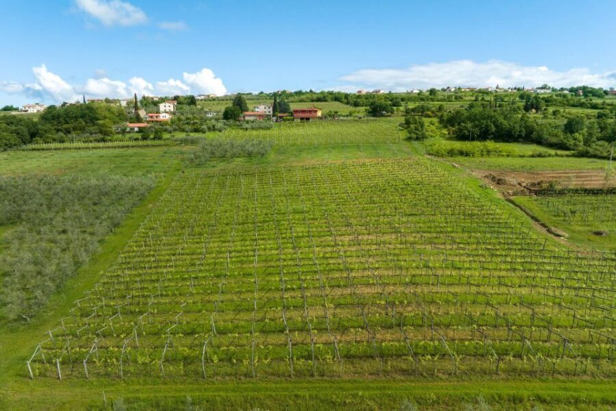 Olive Oil Tasting Experience a Journey of Flavors and Aromas - What You Can Expect from the Tour