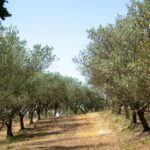 Olive oil: Visit to the olive grove, tasting - Who Would Enjoy This Tour?