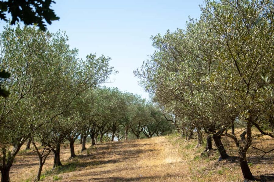 Olive oil: Visit to the olive grove, tasting - Who Would Enjoy This Tour?