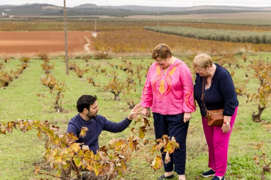 OLIVE OIL & WINE TOUR Organic fields - 5 Wines + 3Olive Oils - Who Will Love This Tour?