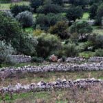 Olive plant and mill visit and tasting - Why this experience could be perfect for you