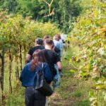 Oltrepò Pavese: walk through the vineyards and wine tasting 1 hour from Milan - The Wines You’ll Taste