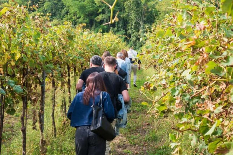 Oltrepò Pavese: walk through the vineyards and wine tasting 1 hour from Milan - The Wines You’ll Taste