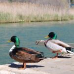 Ombla River Paddleboarding Tour in Dubrovnik with Snacks - Why Choose This Tour?