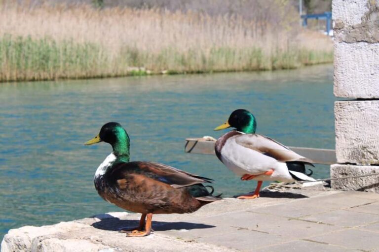 Ombla River Paddleboarding Tour in Dubrovnik with Snacks - Why Choose This Tour?