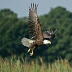One-Hour Airboat Ride Near Orlando - The Sum Up