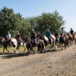 One-Hour Horseback Riding Tour in the Icelandic Countryside - What to Expect on the Tour