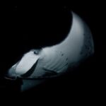 One Tank Manta Night Dive and Snorkel - Why Travelers Love This Tour