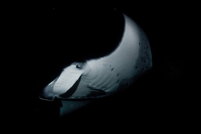 One Tank Manta Night Dive and Snorkel - Why Travelers Love This Tour