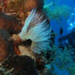 Open Water Course in Nea Makri, Athens - Is It Worth the Price?