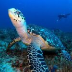 Open Water Diver course PADI including underwater video - The Experience in Practice