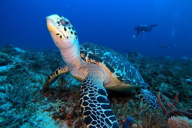 Open Water Diver course PADI including underwater video - The Experience in Practice