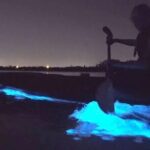 Orcas Island Bioluminescence Kayaking Tour - Key Points