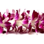 Orchid Airport Lei Greeting (Maui, Kahului Airport, OGG) - What to Expect Upon Arrival