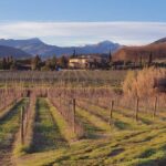 Organic and Biodynamic Winery Tour and Tasting in Lucca - Walking through the Vineyards: What Youll See and Learn