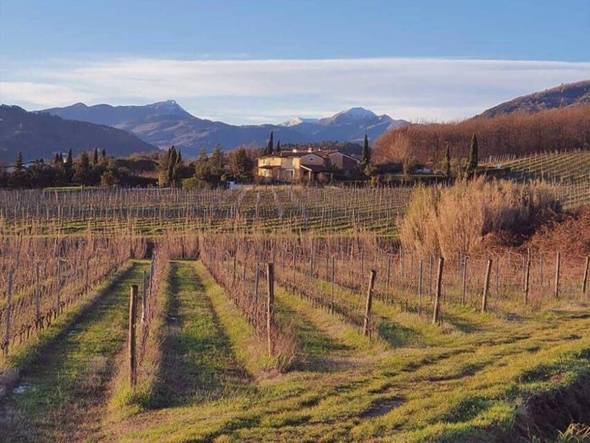 Organic and Biodynamic Winery Tour and Tasting in Lucca - Walking through the Vineyards: What Youll See and Learn