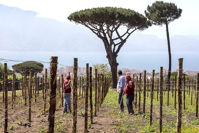 Organic Wine Tasting & Lunch on Vesuvius with Transfer from Naples - FAQs about the Tour
