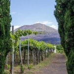 Organic Wine Tasting & Lunch on Vesuvius with Transfer from Sorrento Peninsula - Logistics and Practical Tips