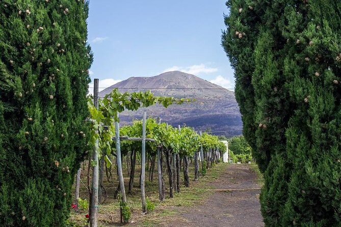 Organic Wine Tasting & Lunch on Vesuvius with Transfer from Sorrento Peninsula - Logistics and Practical Tips