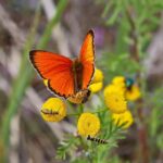 Örö Fortress Island Guided Tour with Lunch - Exploring the Coastal Artillery Casemate